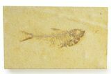 Bargain, Fossil Fish (Diplomystus) - Wyoming #363804-1